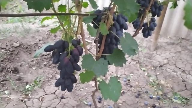 Натали и Мармеладный формы винограда Калугина В.М. раннего срока созревания