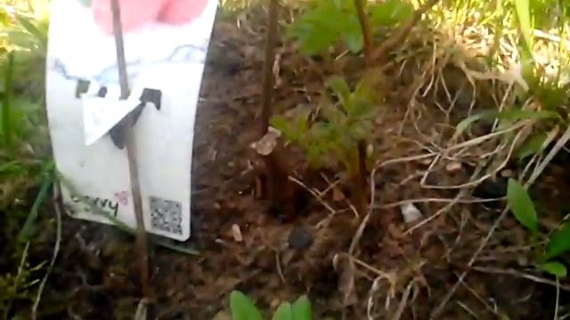 Саженцы Малины Полана на второй год после посадки.