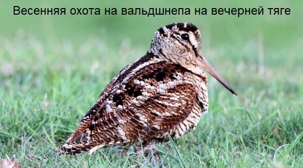Весенняя охота на вальдшнепа 2023