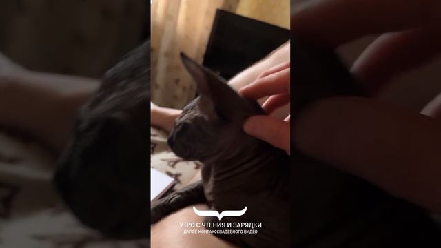 Утро, котенок сфинкс