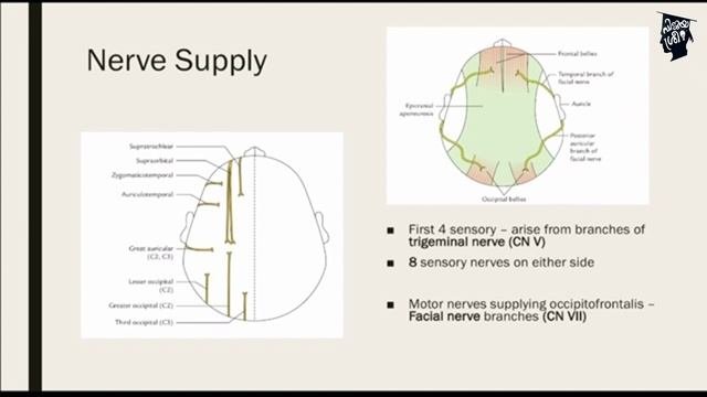 SCALP  ANATOMY  BRINDA POORNIMA