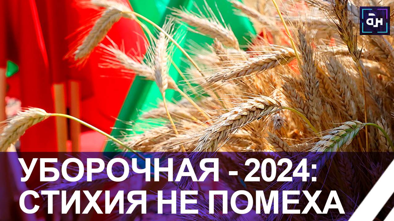 Уборочная кампания - 2024: Более 2,6 млн тонн зерна с учетом рапса собрали аграрии Беларуси. Панорам