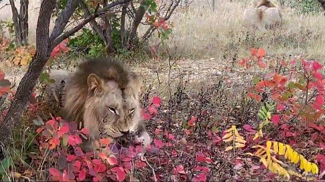 На львов С ПОЛОТЕНЦЕМ !  'Давай ты меня не будешь бояться , а я тебя !'