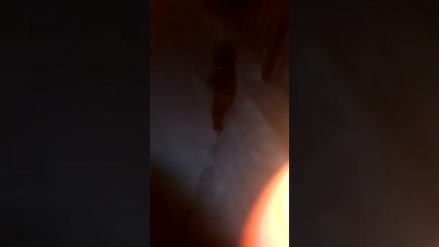 Английский Кокер Спаниель