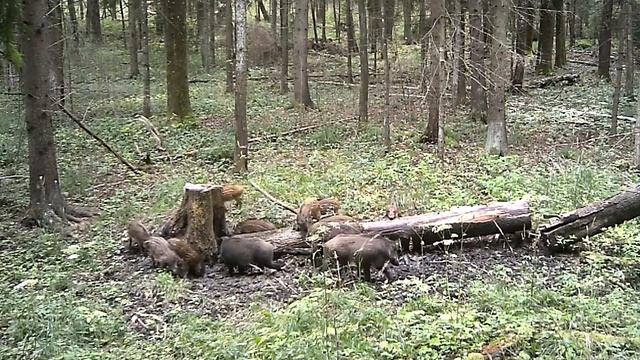 Кабаны на солонце