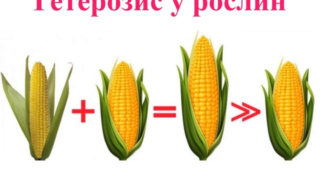 Гетерозис