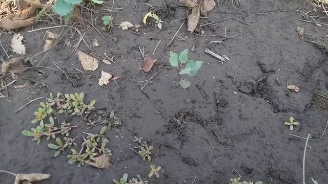 Фісташка в Україні