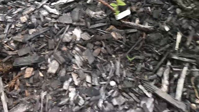 Haskap berry bushes