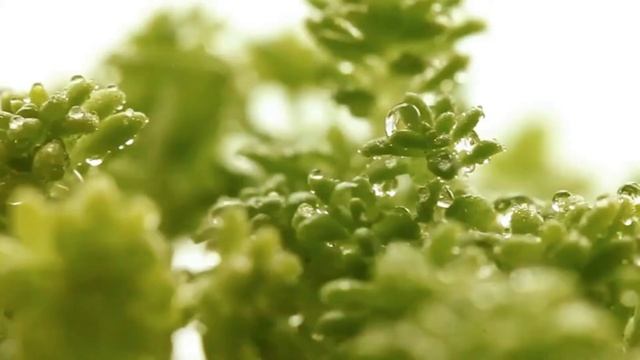 Green Thumb X - Sedum Hispanicum Succulent