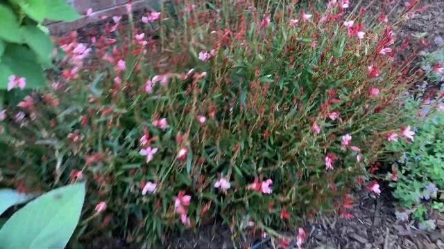 Patio Garden Tour