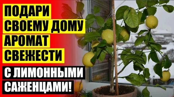 🎯 Дерево лимон фото ⚫ Сорта комнатных лимонов с фото и описанием 👍