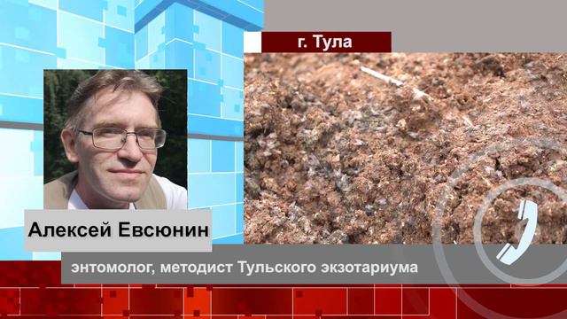 Стало известно, когда в Туле прекратится нашествие мух