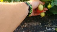 Обзор клубники сортов НСД Бравура, Альтез, Хадемар. В гостях у Русланы и Николая Олейник
