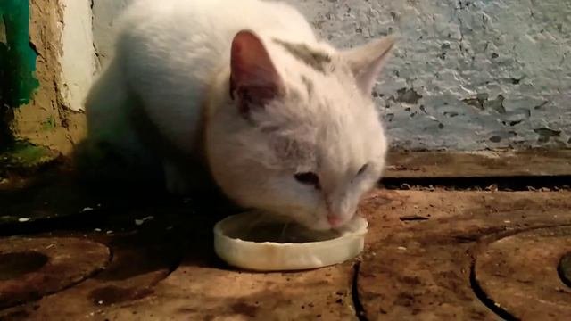 Кошечка пьёт молоко.  Kitty drinks milk