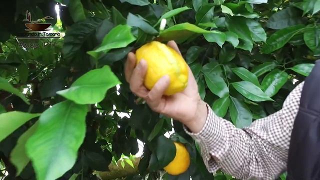 Il Giardino degli Agrumi - Hesperidarium - Pescia