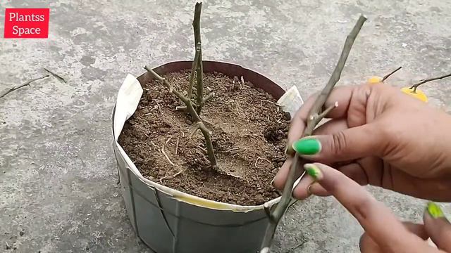622:- How To Grow Lemon Plant Cutting / नींबू की कटिंग कैसे उगाएं / Grow Lemon From Cutting / Citru
