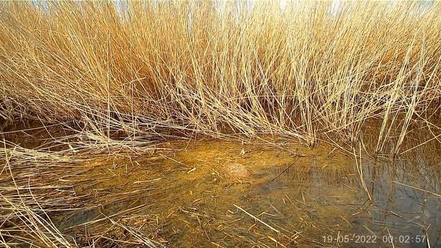 Ондатра. Камера стоит в камышах.Muskrat. The camera is in the reeds.