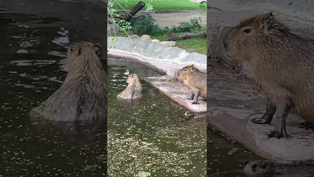 😍Капибарята из Московского зоопарка принимают водные процедуры😍