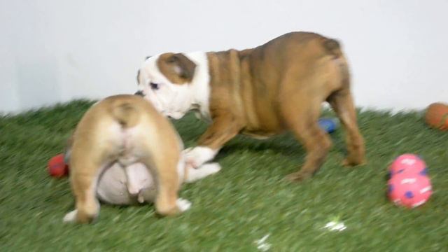 BULLCANES bulldog puppies for sale Lala - Winston