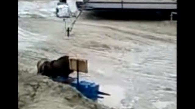 Медведи на стройке