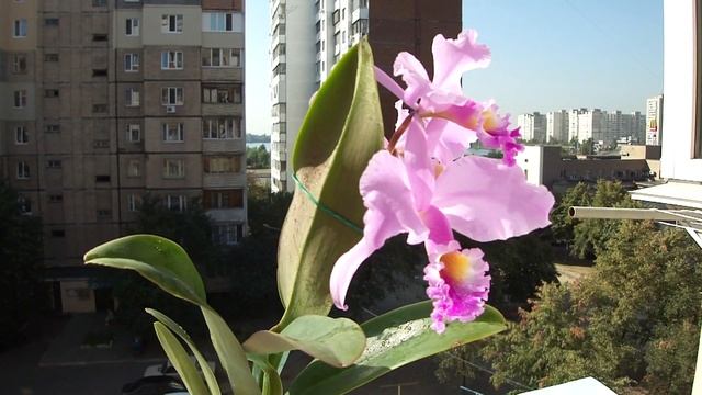 Орхидея Cattleya gaskelliana amoena x coerulea ORCHIDS