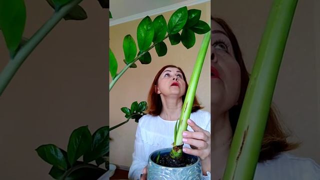 ?О малышке-калатея шафраннаяCrocata Гиппеаструм Замиокулькас.?
