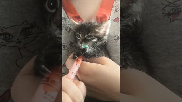 Котенок кушает из соски.