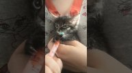 Котенок кушает из соски.
