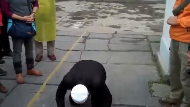 Китаец учит людей Намазу МашАллах