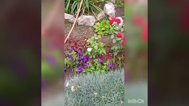 Плетистые розы, хосты, юкки и не только.