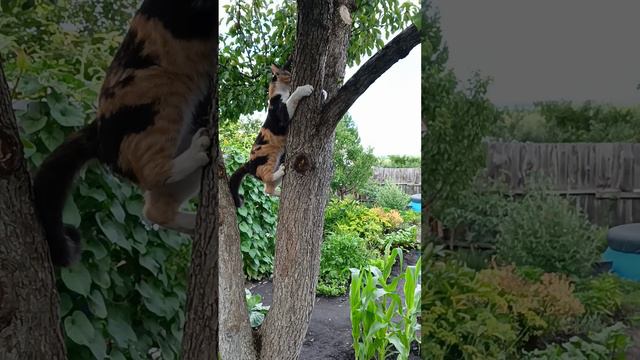Буся Кошка богатка дача