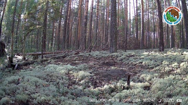 Дятел в заповеднике "Большая Кокшага".