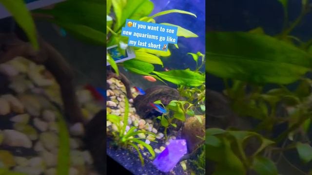 #freshwater #aquarium #fish #viral #aquascape #plantedtank #bambooshrimp #newtank #communitytank