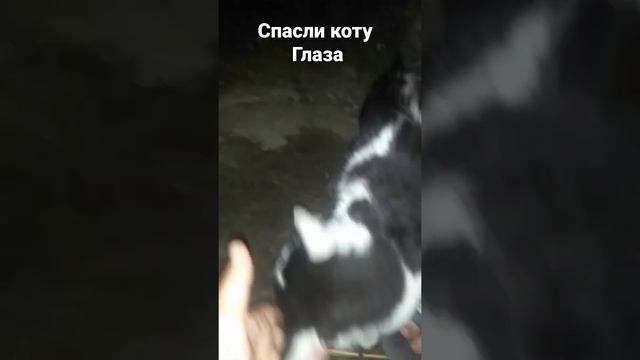 СПАСЛИ ГЛАЗ КОТУ. Маленький колосок чуть не лишил кота зрения