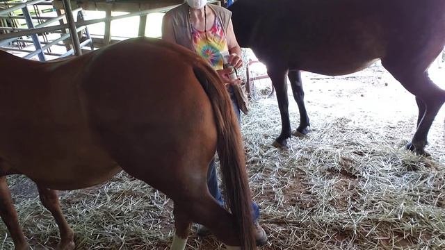 Preventing and treating Sweet Itch in horses