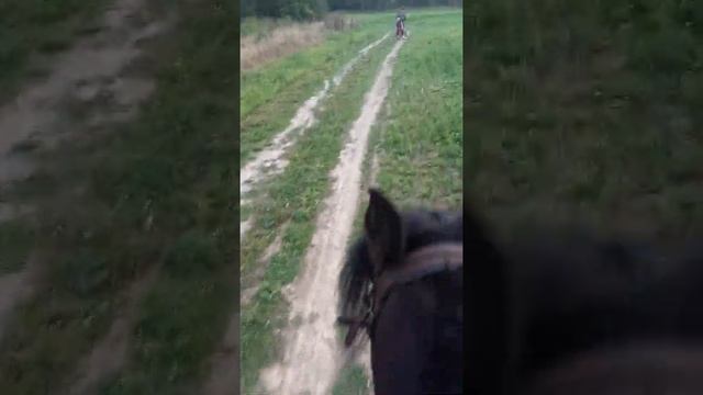 Карачаевская порода лошади. Переехали в свое СНТ. Прогулка в поля.