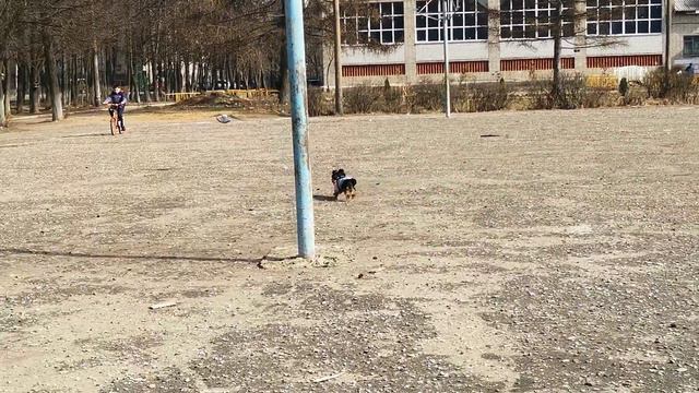 Весёлый Йорк.