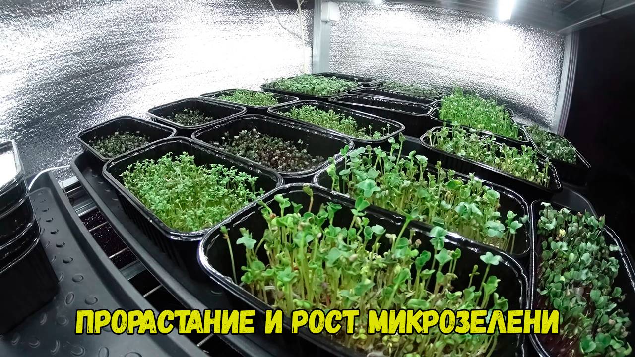 Прорастание и рост Микрозелени. Выращивание микрозелени.