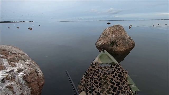 Aftensjagt fra kajakken | Kayak hunting in Denmark