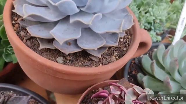 Echeveria Lilacina E Seus  Cuidados