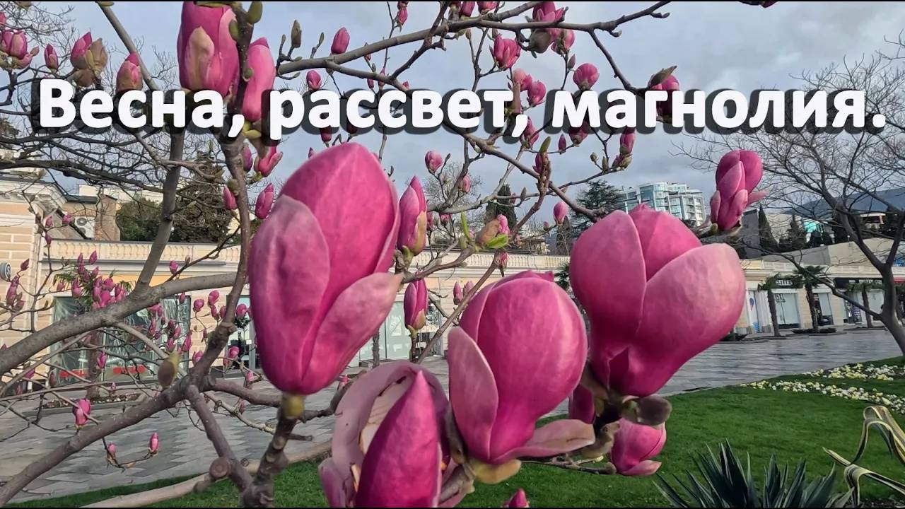 Весна, рассвет, магнолия...