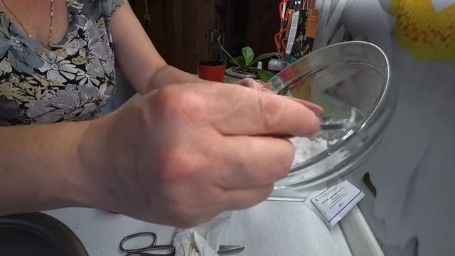 Проверяем средство от муравьёв и тли  Кошка выбрала хозяйку  Душистый чай 12 июня 2021 г.