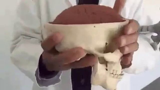 Вот из чего состоят мозги ?