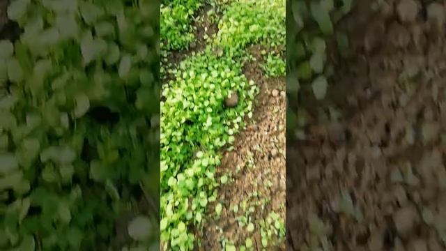 Виноградные улитки