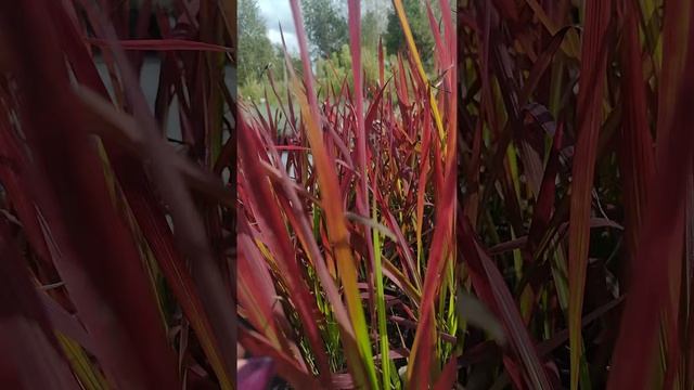 Императа цилиндрическая «Red Baron» | Оптовый питомник саженцев растений Малиновский