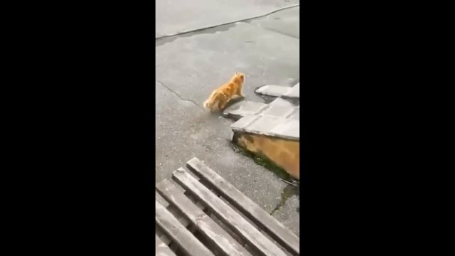 ПРИКОЛЫ С КОТАМИ! с озвучкой! Самые смешные животные! Смешные коты и собаками 2024! ТЕСТ НА ПСИХИКУ