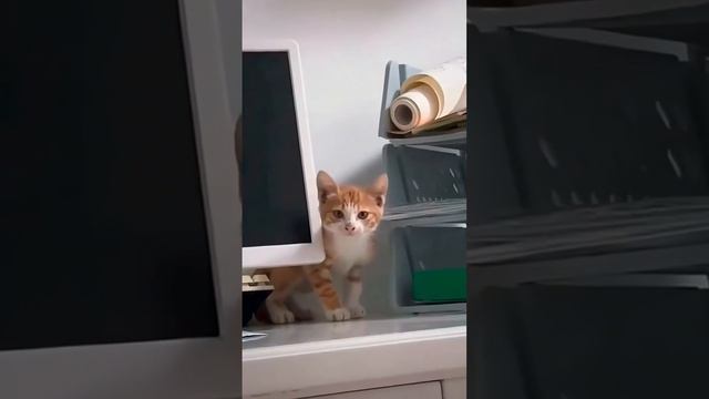 подборка орущих котиков