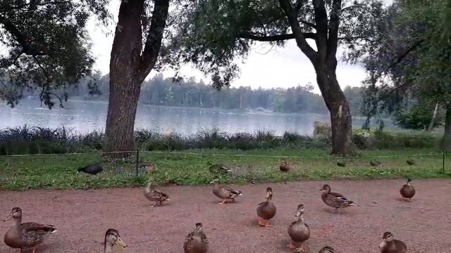 парк- Ленинградская область город Гатчина