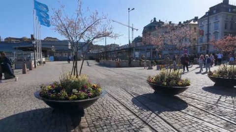 Швеция, Стокгольм 4K - Цветение сакуры 2024 🇸🇪