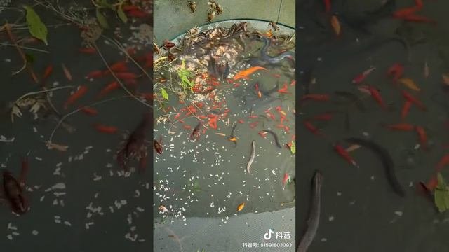 Amazing Fishing Technique 😉